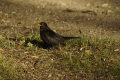 Turdus merula