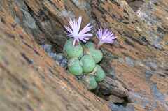 Conophytum ficiforme