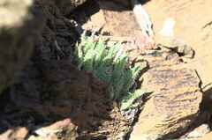 Haworthia herbacea