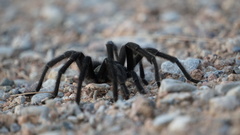 Aphonopelma gabeli