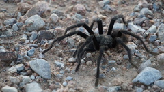 Aphonopelma gabeli