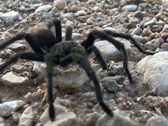 Aphonopelma gabeli