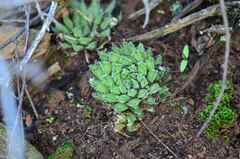 Haworthia herbacea