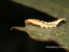 Drapetodes mitaria