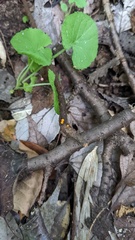 Dicephalospora rufocornea