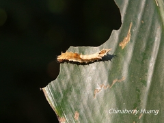 Drapetodes mitaria