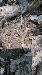 Dicephalospora rufocornea