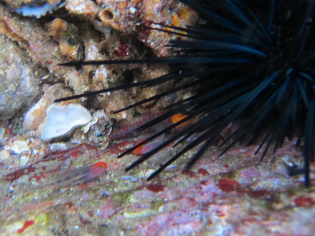 Plume Blenny