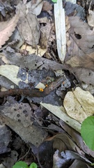 Dicephalospora rufocornea