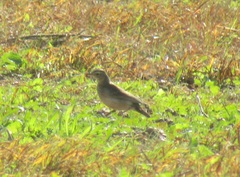 Anthus leucophrys leucophrys