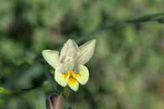Freesia refracta