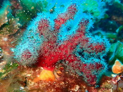 Alcyonium acaule