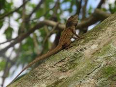 Anolis sagrei
