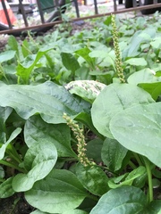 Plantago major