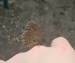 Aphantopus hyperantus