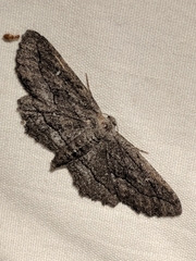 Aethaloida packardaria