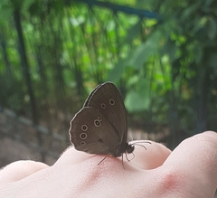 Aphantopus hyperantus