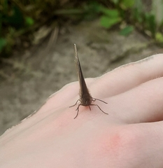 Aphantopus hyperantus