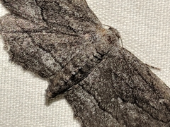 Aethaloida packardaria