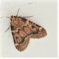 Aglossa disciferalis