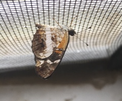 Castilia