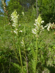 Pedicularis uralensis
