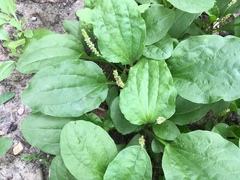 Plantago major