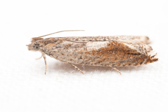 Ancylis uncella