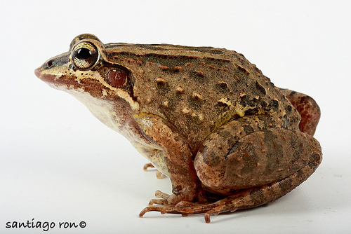 Pimocha White-Lipped Frog