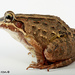 Leptodactylus labrosus - Photo (c) Santiago Ron,  זכויות יוצרים חלקיות (CC BY-NC)