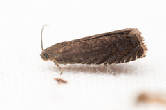 Grapholita tenebrosana