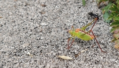 Leptophyes laticauda