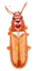 Pediacus dermestoides