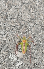 Leptophyes laticauda