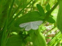 Idaea pallidata