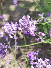 Megachile ericetorum