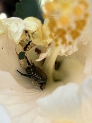 Popillia japonica