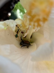 Popillia japonica