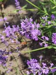 Megachile ericetorum