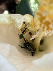 Popillia japonica