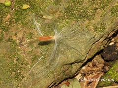 Urceola rosea