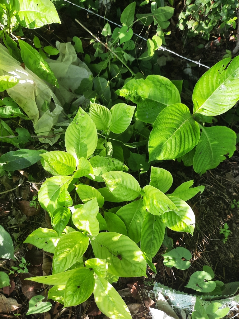 acanthus family from Solidaridad, MX-QR, MX on July 02, 2022 at 08:08 ...