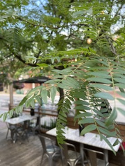 Gleditsia triacanthos