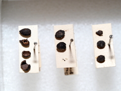 Callirhytis gemmiformis