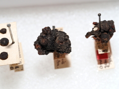 Callirhytis gemmiformis