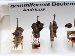 Callirhytis gemmiformis