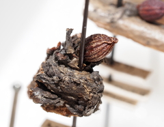 Callirhytis gemmiformis