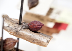 Callirhytis gemmiformis