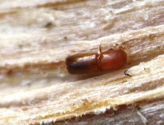 Xyleborus monographus