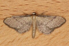 Idaea infirmaria